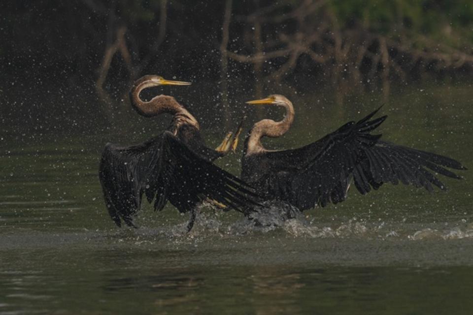 Darter Showdown  A Rare Moment of Territorial Tension