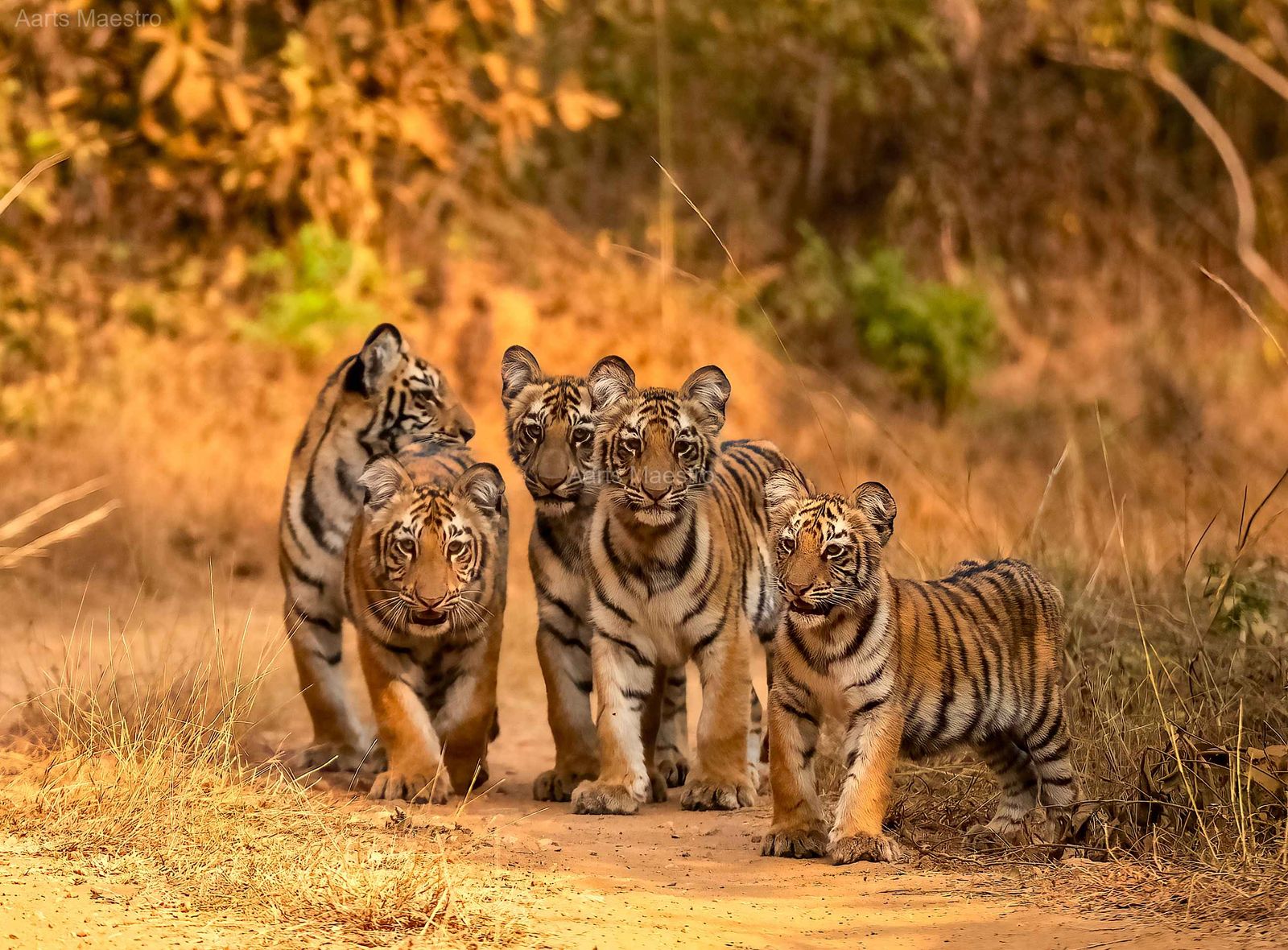 Cuteness overload  of 5 tiger cubs - Image 1