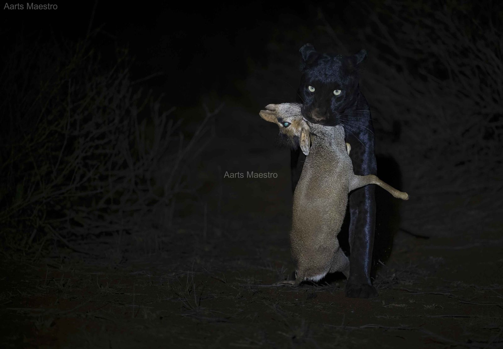Black Panther With Dinner - Image 1