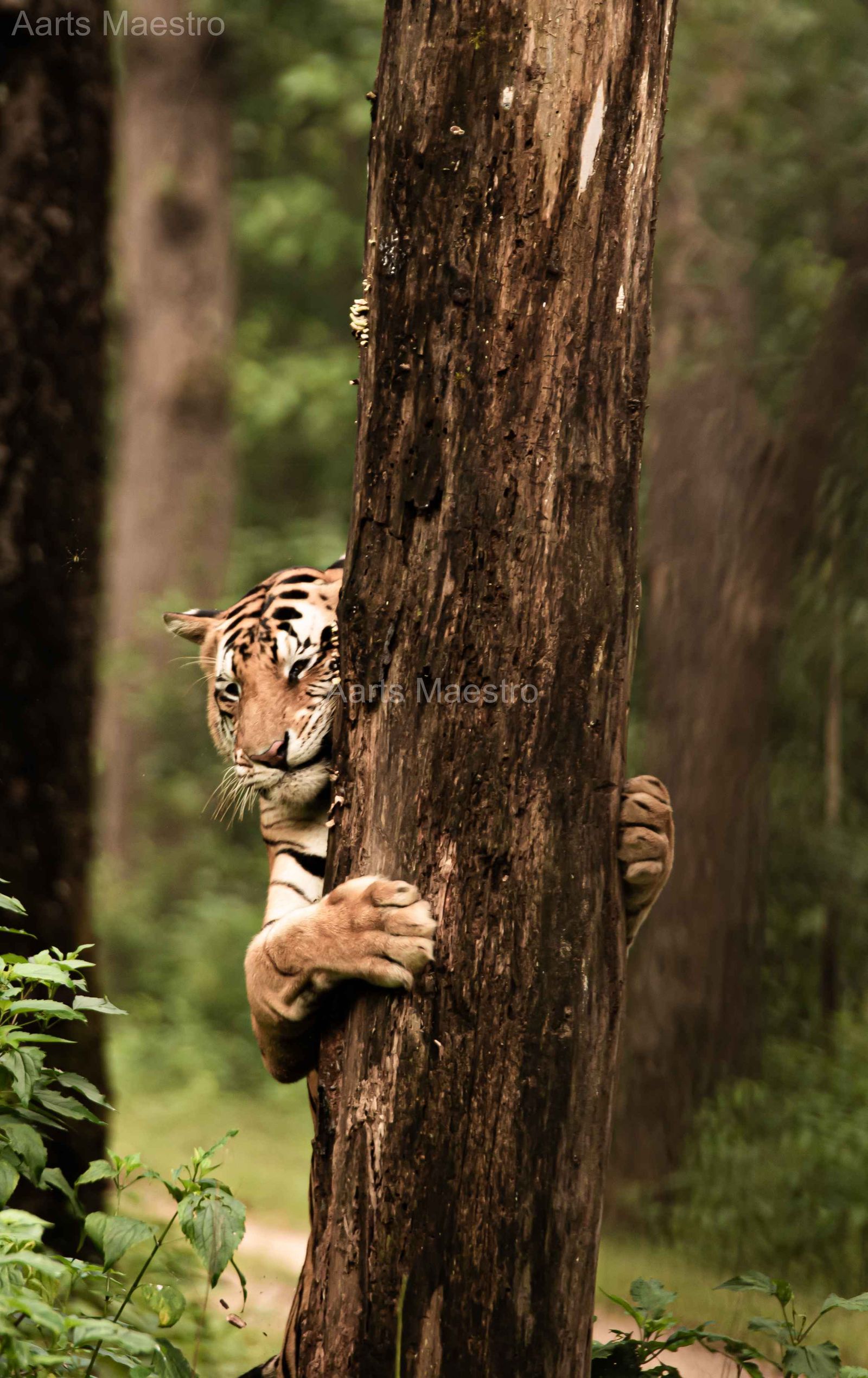 I Love My Trees - Image 1