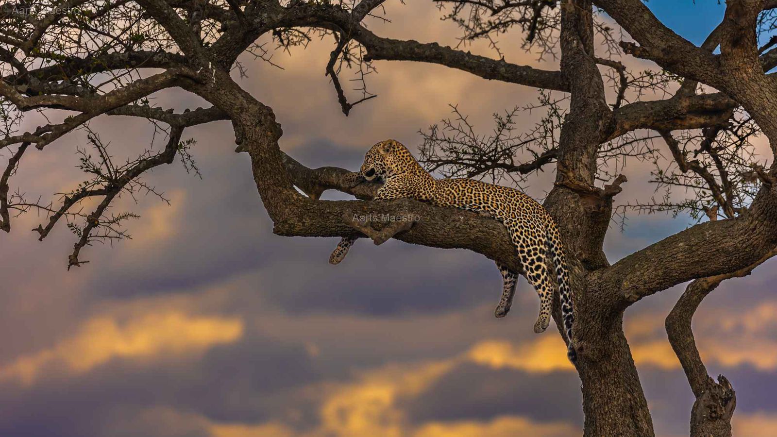 KEEPING AN EYE ON HIS KINGDOM - Image 1