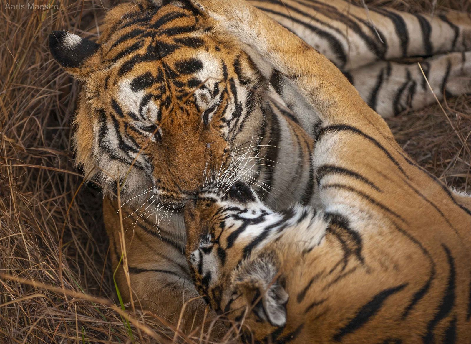 Kissing Legends - Image 1