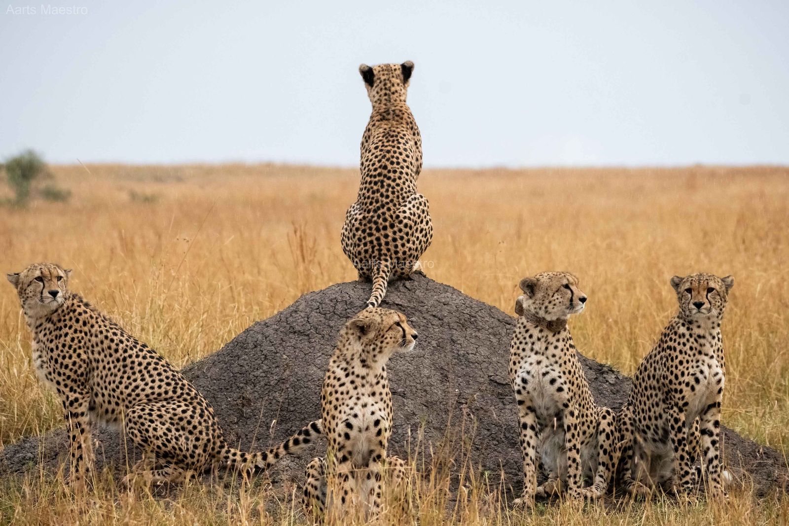 The Fabulous Five - Image 1