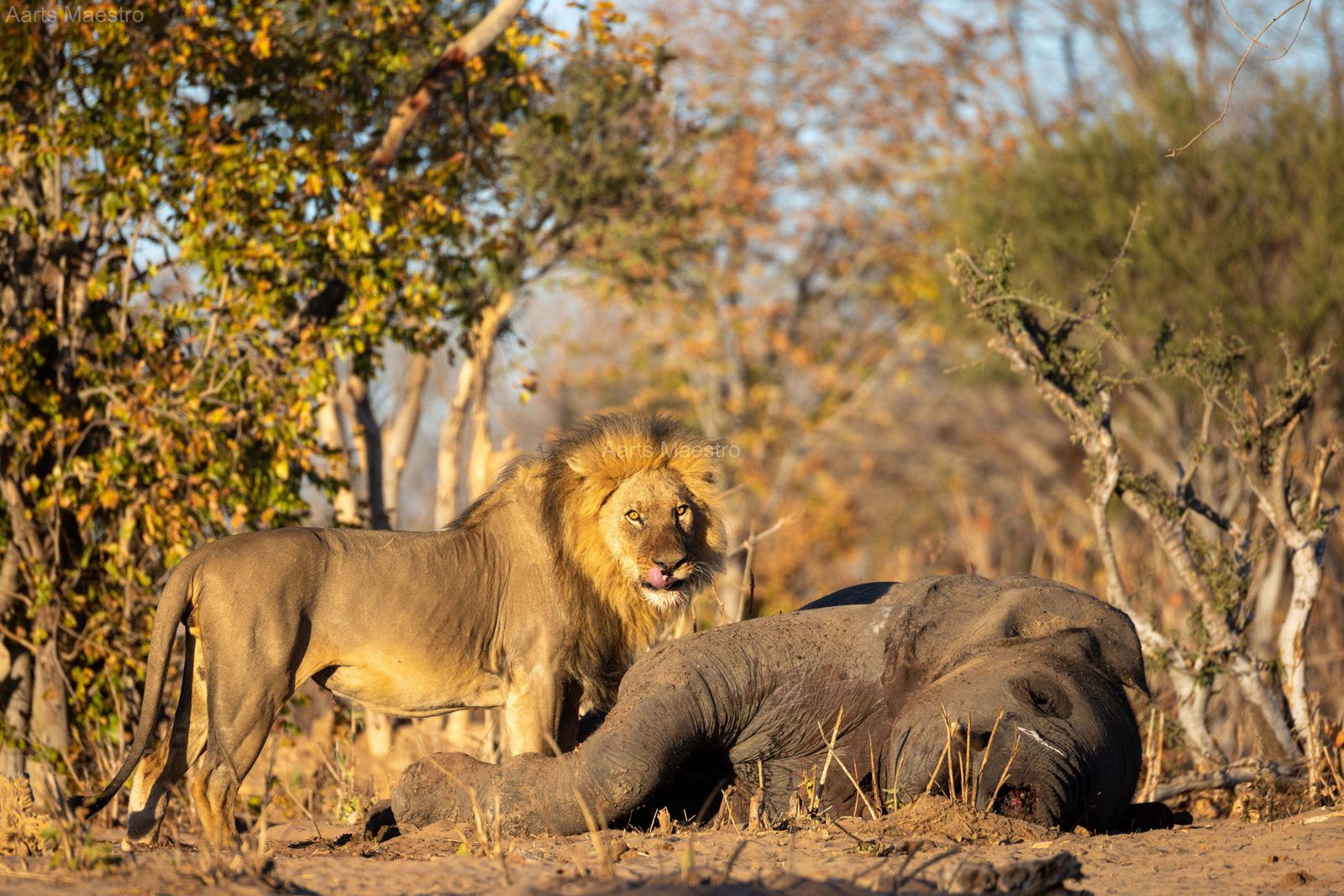 The Lion King - Image 1