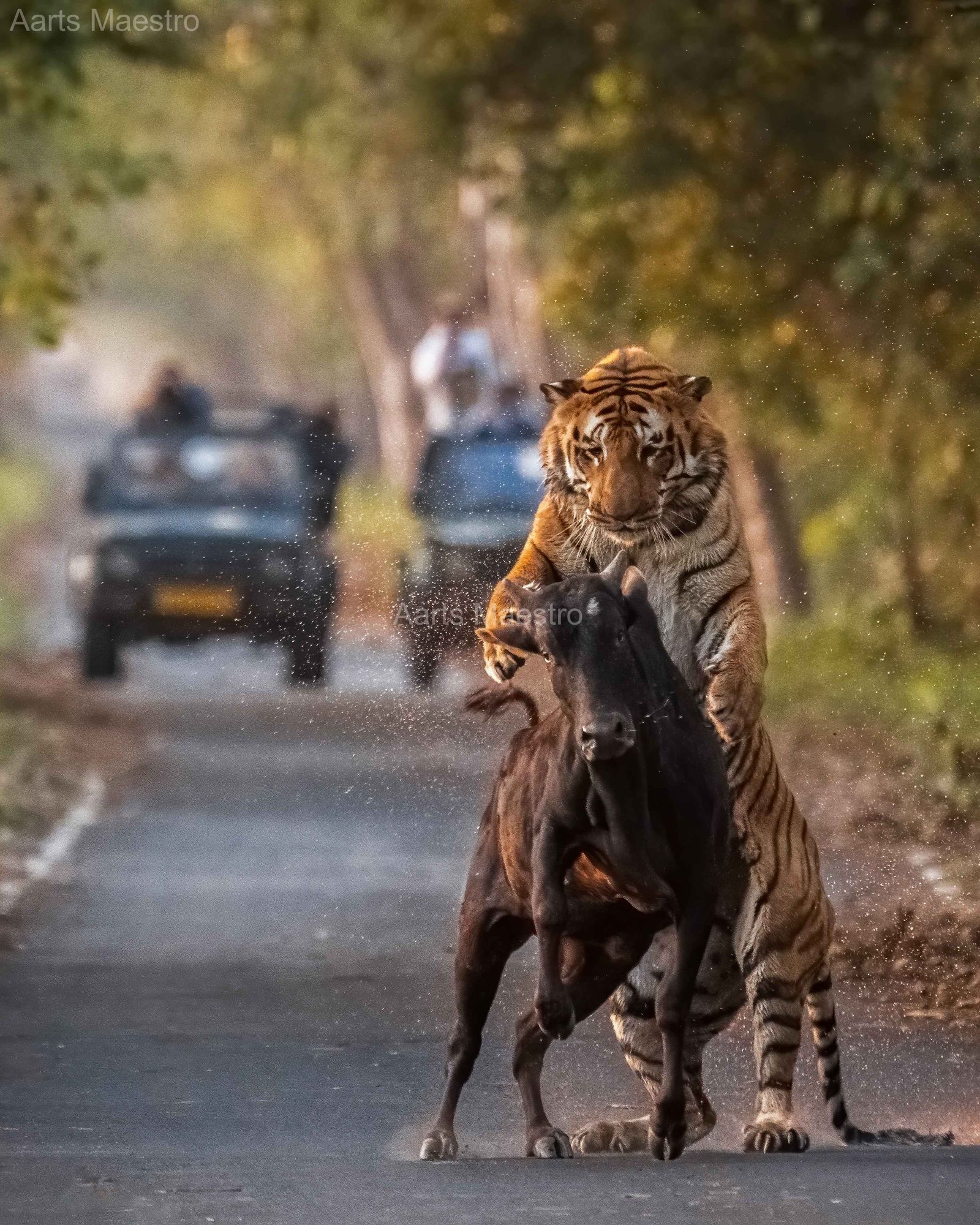 Tragic Moment of Human Animal Conflict - Image 1