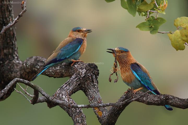 Pakshi Bird Photographer of the Year Award