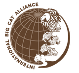 International Big Cat Alliance