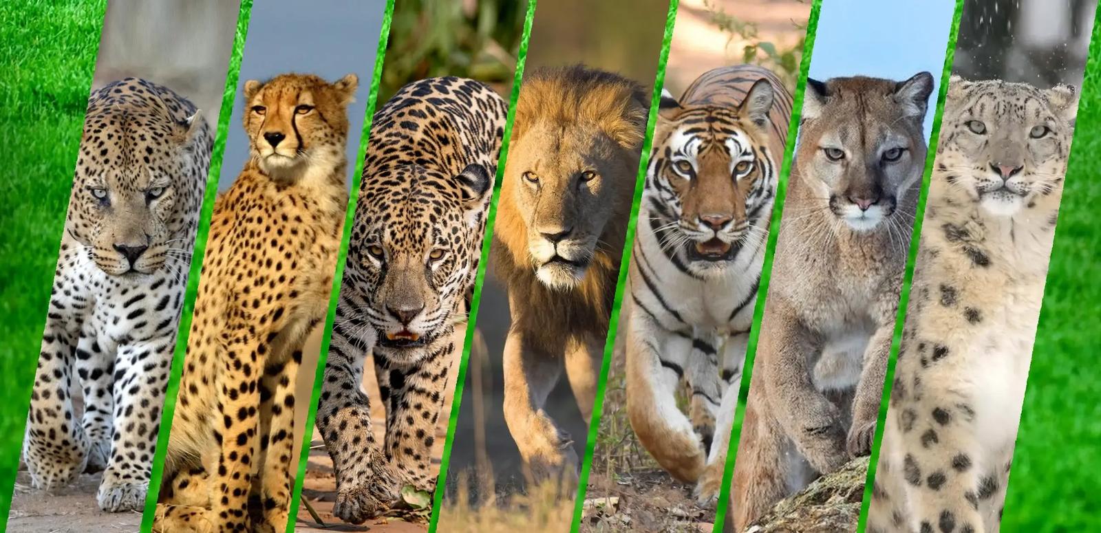 Themes - The Seven Big Cats